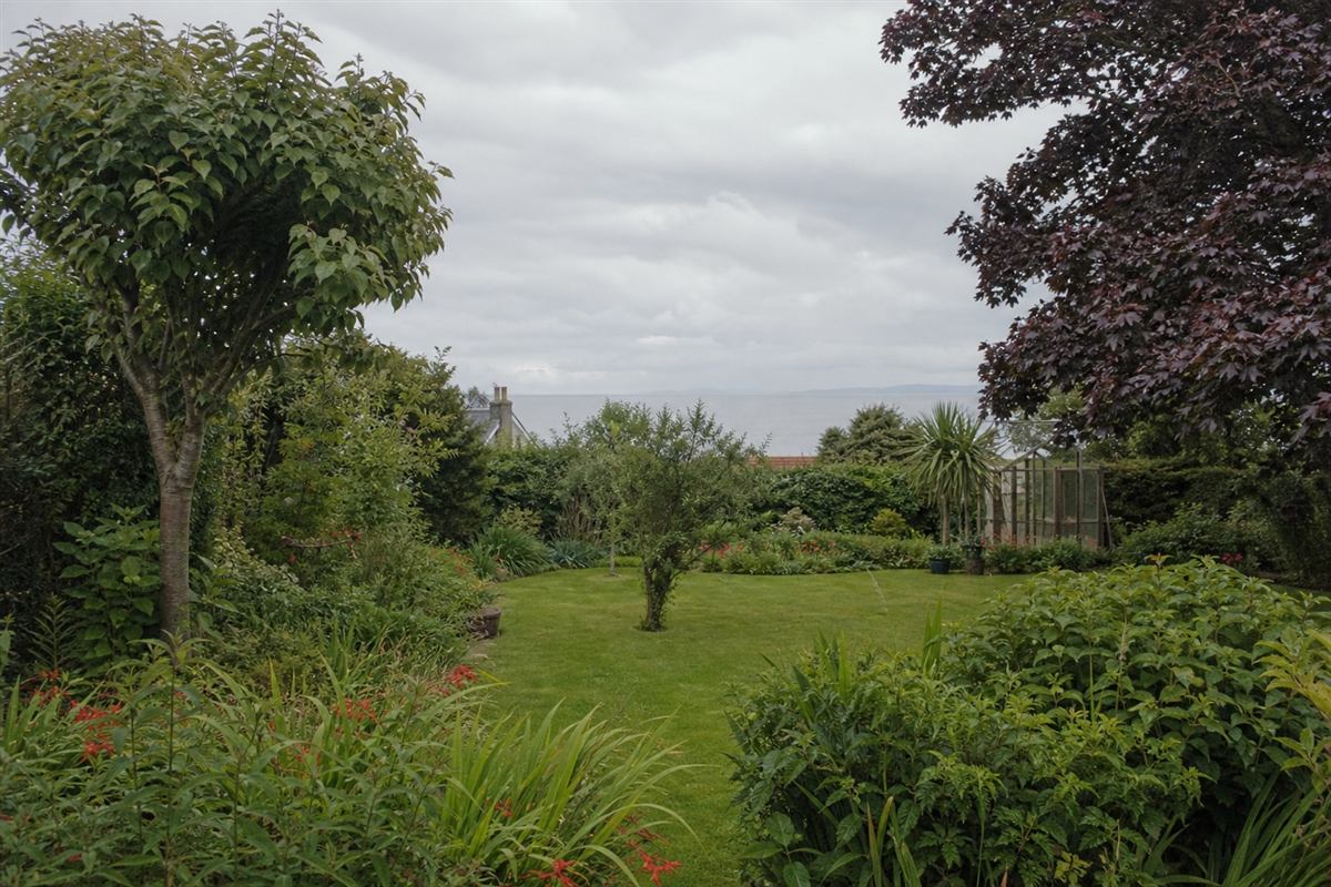 Fine-leaved maple in a garden setting