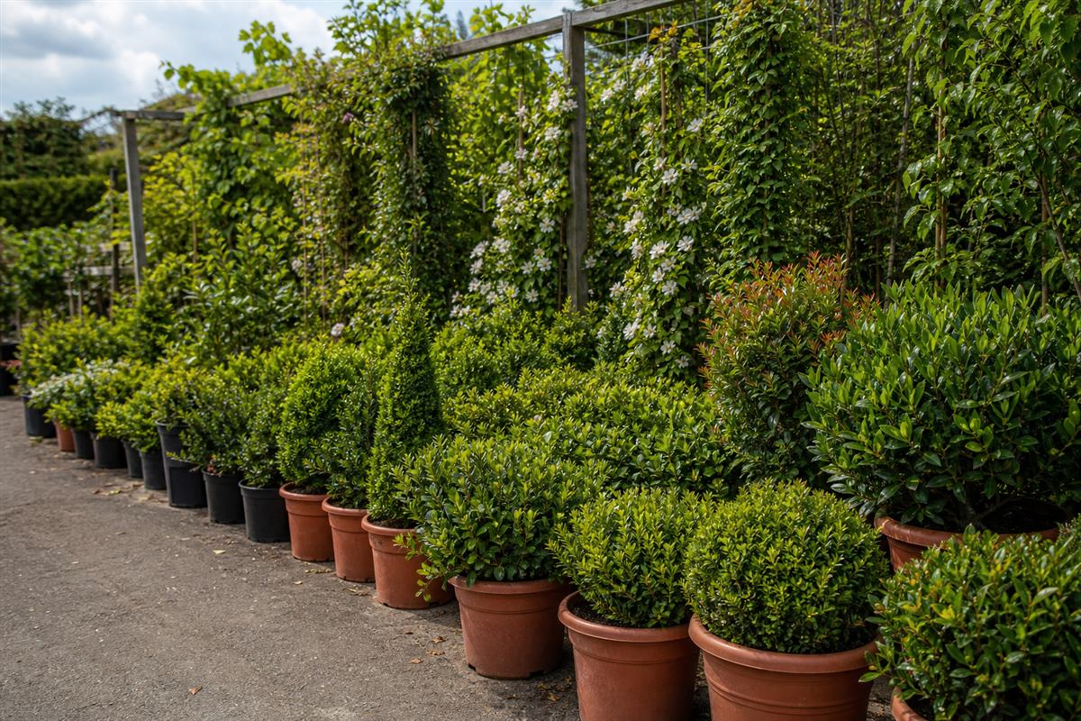 Potted shrubs ready for collection